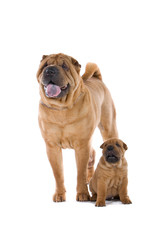 Chinese shar-pei dog and a puppy