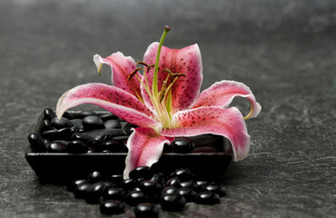 Lilie Still-Leben © Sunnydays