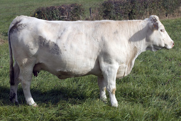 Charolais Rinder, Burgund