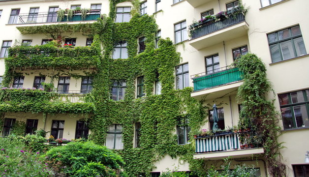 Façade recouverte de lierre avec balcons; Berlin, Allemagne.