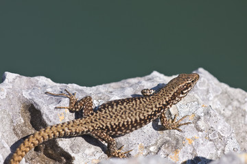 Common wall lizard enjoying the sun.