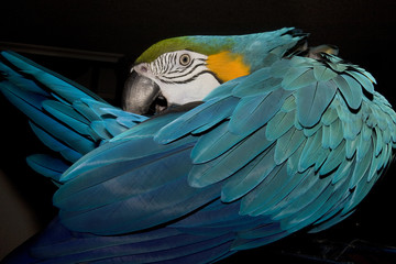 guacamayo © Ana Tramont