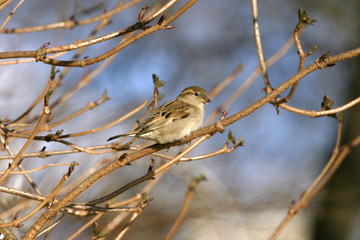 Moineau sur une branche