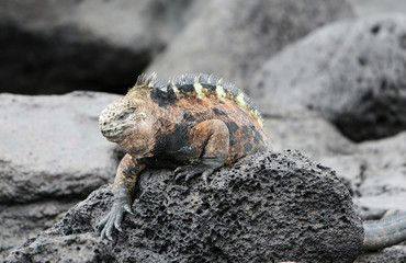 Marine Iguana