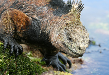 Marine Iguana entering Water