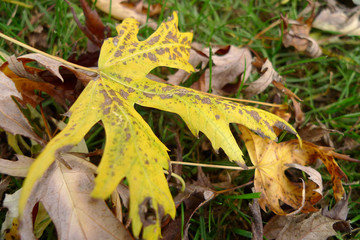 feuilles mortes