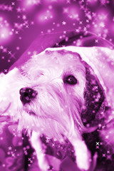 Cute white puppy with present and snowflakes.