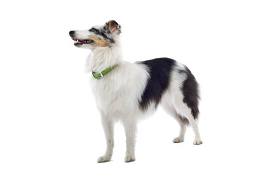 shetland sheepdog isolated on white