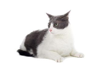 Obraz premium grey and white cat isolated on white