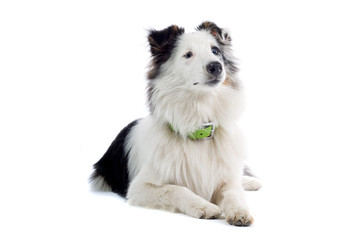 shetland sheepdog isolated on white