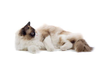 purebred cat isolated on white