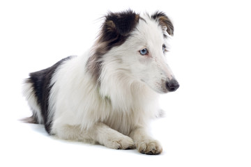 shetland sheepdog isolated on white