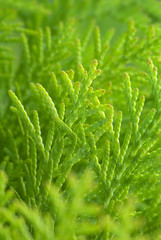 Vibrant green - twigs of thuja. Shallow dof. aRGB.