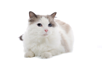 purebred cat isolated on white