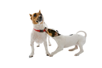 jack russell terrier dog and a jack russell terrier puppy
