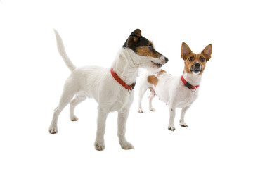 two jack russell terrier dogs