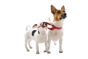 jack russell terrier dog and a jack russell terrier puppy