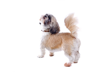 shih tzu dog isolated on white