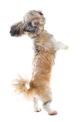 shih tzu dog isolated on white