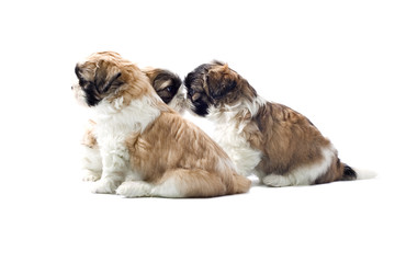 Obraz premium shih tzu puppies