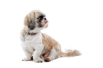 shih tzu dog isolated on white
