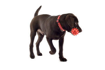 Fototapeta premium chocolate labrador pup