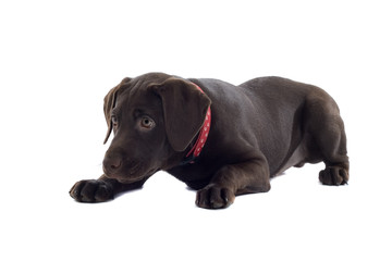 chocolate labrador pup