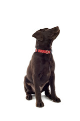 chocolate labrador pup