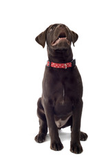 chocolate labrador pup
