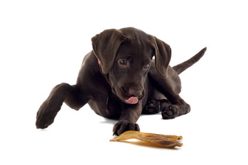 chocolate labrador pup