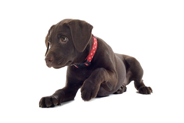 chocolate labrador pup