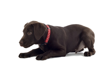 chocolate labrador pup
