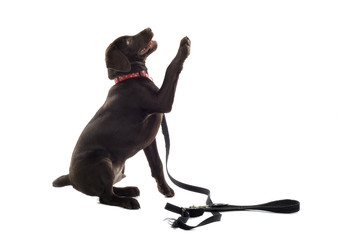 Fototapeta premium chocolate labrador pup
