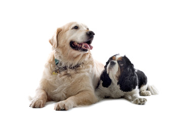 Cavalier King Charles Spaniel and a golden retriever