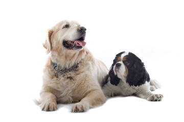 Cavalier King Charles Spaniel and a golden retriever