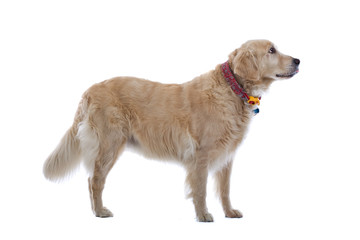golden retriever