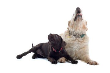 golden retriever and a chocolate labrador pup