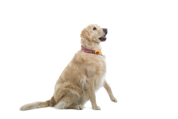 Obraz premium golden retriever