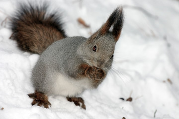 Fluffy squirrel