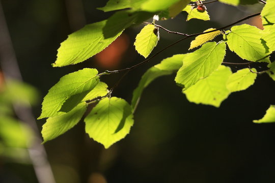 feuilles de fresne lumi&egrave;re automnale