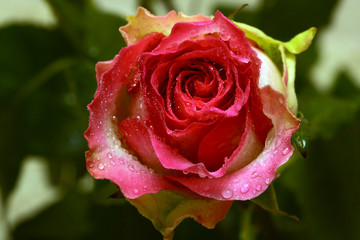 Natural pink-red rose with droplets on petals.