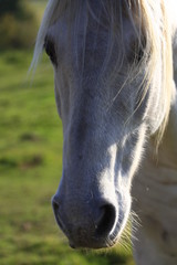 portrait de cheval camarguais