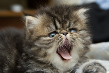 Small fluffy kitten with the open mouth. A pet