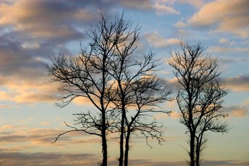 arbres sur fond de ciel