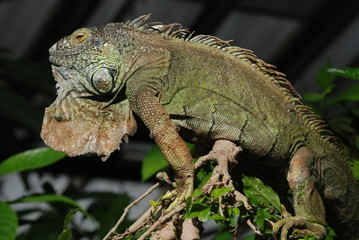 iguane