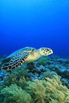 Hawksbill Sea Turtle fins over a pristine Coral Reef