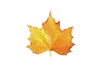 Naklejka na ściany i meble Maple leaf