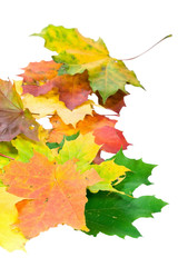 Autumn leaves background on white background