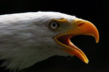 American Bald Eagle
