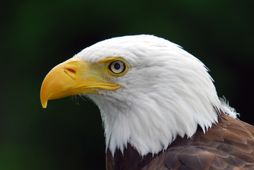 American Bald Eagle